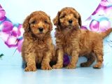 Mükemmel Toy Poodle Yavrular