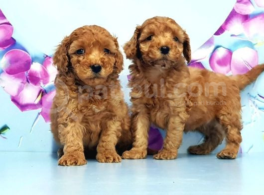 Mükemmel Toy Poodle Yavrular görsel