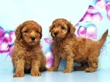 Mükemmel Toy Poodle Yavrular