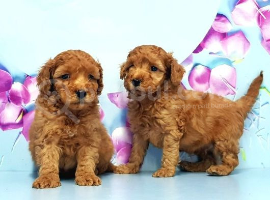 Mükemmel Toy Poodle Yavrular görsel