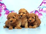 Mükemmel Toy Poodle Yavrular