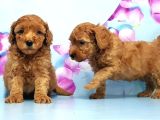 Mükemmel Toy Poodle Yavrular