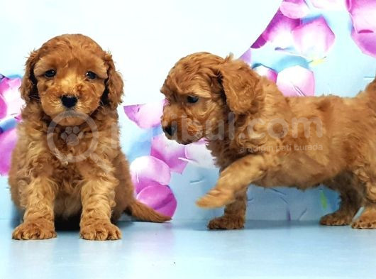 Mükemmel Toy Poodle Yavrular görsel