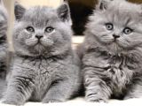 Asil Gri British Longhair