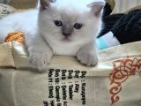 1 Aylık Cins Kediler Satılıktır Blue Pont Oyuncu Kedisi