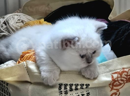 1 Aylık Cins Kediler Satılıktır Blue Pont Oyuncu Kedisi görsel