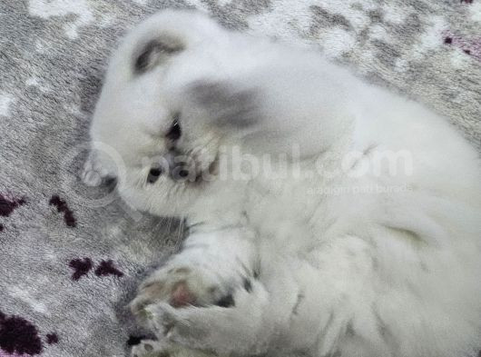 1 Aylık Cins Kediler Satılıktır Blue Pont Oyuncu Kedisi görsel