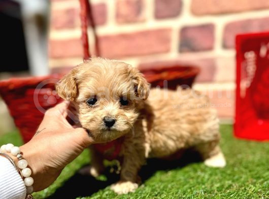 Büyümeyecek Maltipoo Sevimli Yavrular görsel