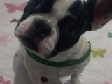 6 Aylik Disi Bulldog