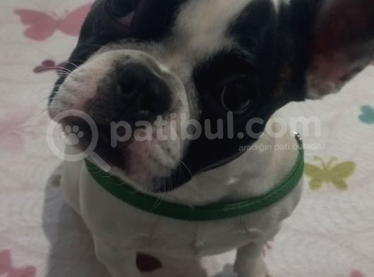 6 Aylik Disi Bulldog görsel