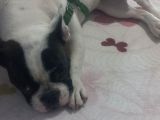 6 Aylik Disi Bulldog