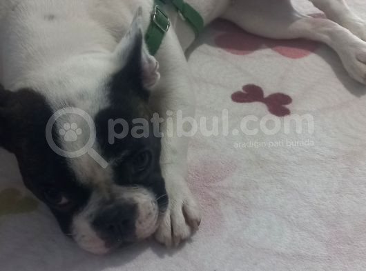 6 Aylik Disi Bulldog görsel