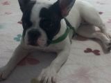 6 Aylik Disi Bulldog