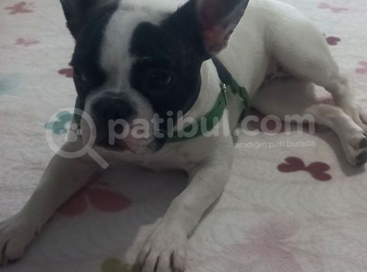 6 Aylik Disi Bulldog görsel