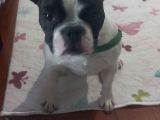 6 Aylik Disi Bulldog