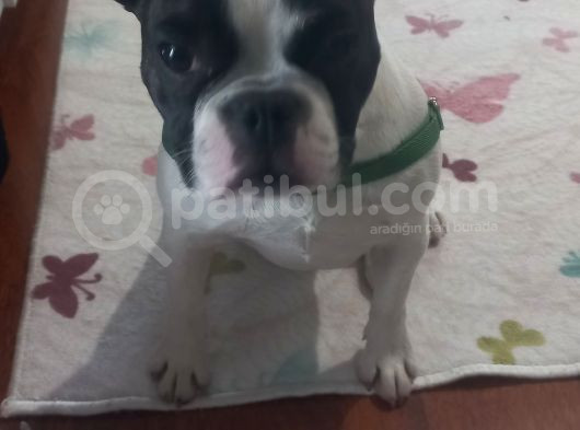6 Aylik Disi Bulldog görsel