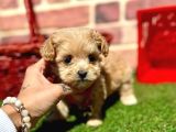 Büyümeyecek Maltipoo Sevimli Yavrular