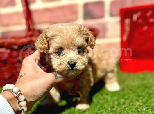 Büyümeyecek Maltipoo Sevimli Yavrular görsel