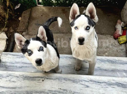 Merhaba 5 Aylık  Sibirya Kurdu Husky görsel