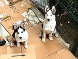 Merhaba 5 Aylık  Sibirya Kurdu Husky