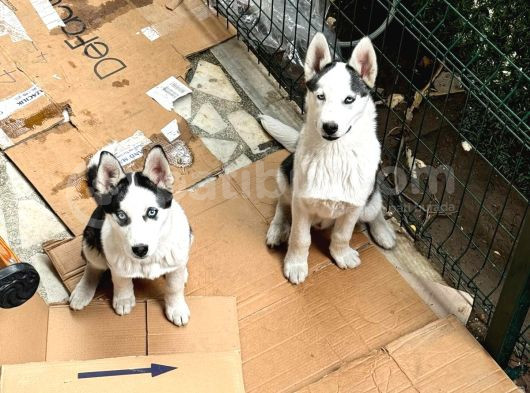 Merhaba 5 Aylık  Sibirya Kurdu Husky görsel