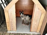 Merhaba 5 Aylık  Sibirya Kurdu Husky