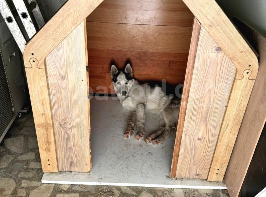 Merhaba 5 Aylık  Sibirya Kurdu Husky görsel