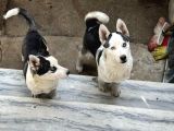 Merhaba 5 Aylık  Sibirya Kurdu Husky