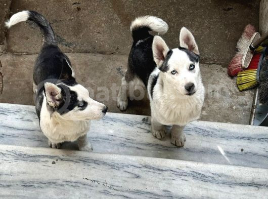 Merhaba 5 Aylık  Sibirya Kurdu Husky görsel