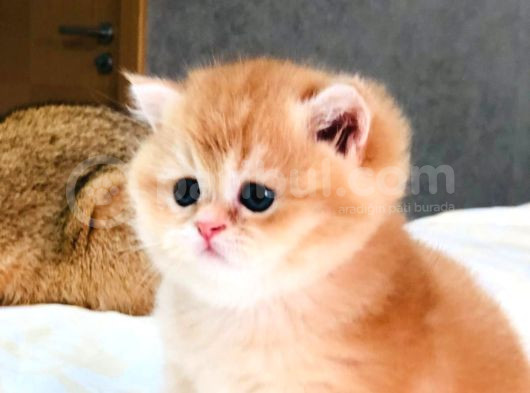 A Kalite Bri̇ti̇sh Shorthai̇r Golden Ve Beyaz  Yavrular görsel