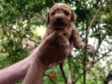Sevi̇mli̇ Irk Toy Poodle Yavrulari
