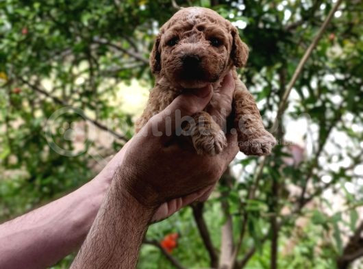 Sevi̇mli̇ Irk Toy Poodle Yavrulari görsel