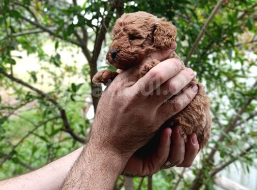 Sevi̇mli̇ Irk Toy Poodle Yavrulari görsel