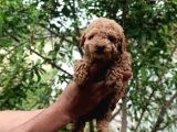 Sevi̇mli̇ Irk Toy Poodle Yavrulari