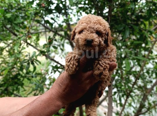 Sevi̇mli̇ Irk Toy Poodle Yavrulari görsel