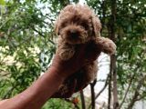 Sevi̇mli̇ Irk Toy Poodle Yavrulari