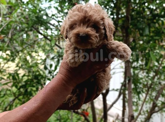 Sevi̇mli̇ Irk Toy Poodle Yavrulari görsel