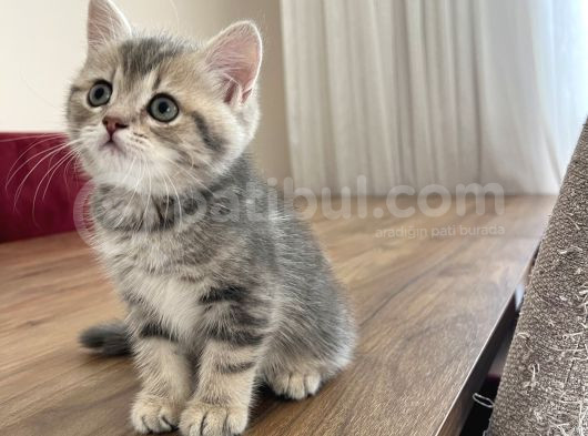 Safkan British Shorthair Yavrumuz Yeni Yuvasını Arıyor görsel
