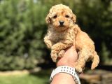  A KALİTE TOY POODLE YAVRUMUZ