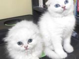 2 AYLIK CİNS KEDİLER ANKARA MAMAK