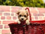 Büyümeyecek Maltipoo Sevimli Yavrular