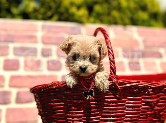 Büyümeyecek Maltipoo Sevimli Yavrular görsel