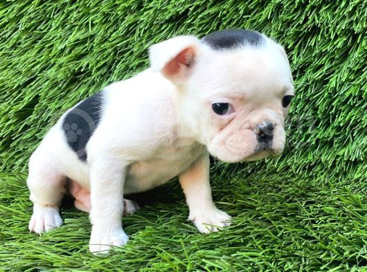 French Buldog Harika Güzellikler görsel