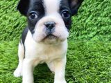 French Buldog Harika Güzellikler