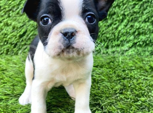 French Buldog Harika Güzellikler görsel