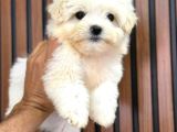 MALTESE IRKININ EN İYİSİ