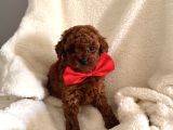 En Güzell Poodle Bebekler Bizdee