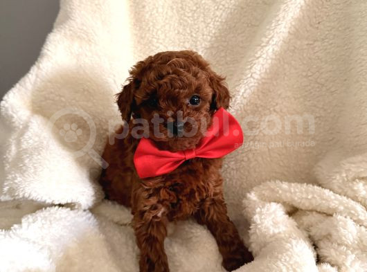 En Güzell Poodle Bebekler Bizdee görsel