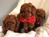 En Güzell Poodle Bebekler Bizdee
