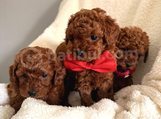 En Güzell Poodle Bebekler Bizdee görsel